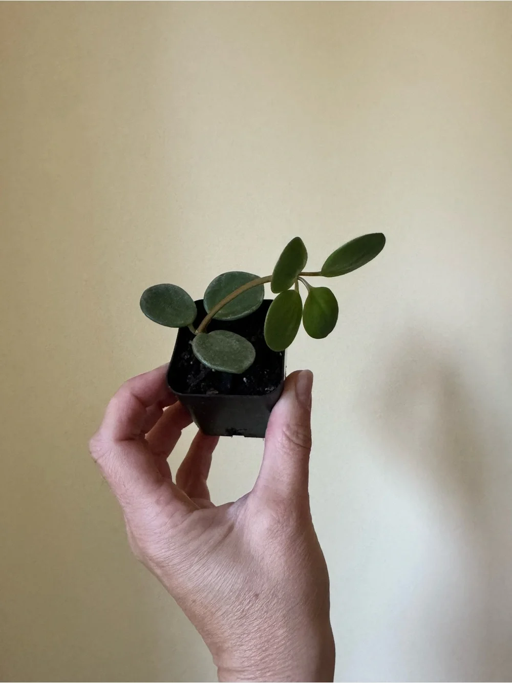 Peperomia Hope Collector Plant – Rooted Cutting – Rare Trailing Peperomia